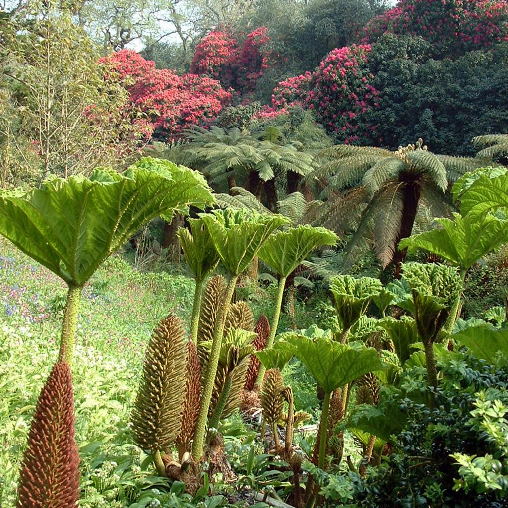 A view from the lost gardens of Heligan